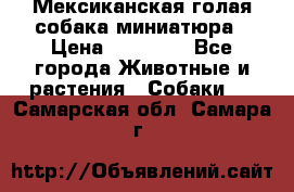 Мексиканская голая собака миниатюра › Цена ­ 53 000 - Все города Животные и растения » Собаки   . Самарская обл.,Самара г.